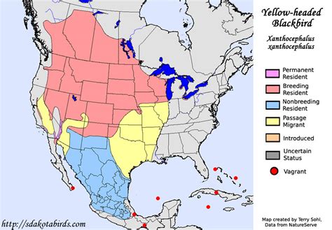 Yellow-headed Blackbird - Species Range Map