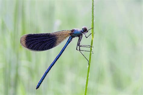 Premium Photo | Beautiful dragonfly. details of the eyes and wings ...