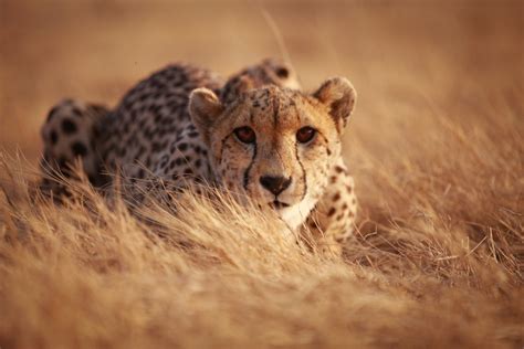 Wild Cheetahs Are Dangerously Close to Extinction – But We Refuse to Let That Happen | One Green ...