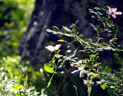 Free picture: mountain, green, flower