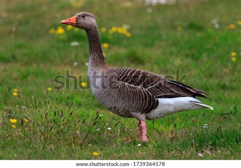 15,288 Greylag Goose Stock Photos, Images & Photography | Shutterstock