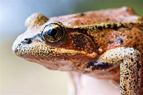 Take Two | Endangered red-legged frog is named California state amphibian | 89.3 KPCC