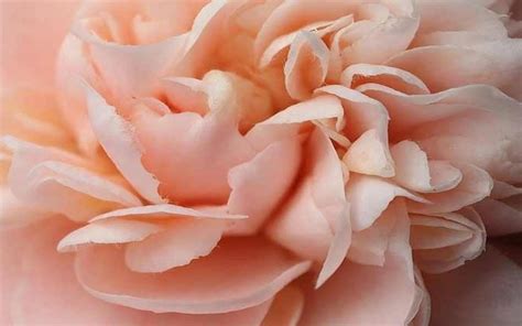 Peach Flowers Wallpaper - WallpaperSafari