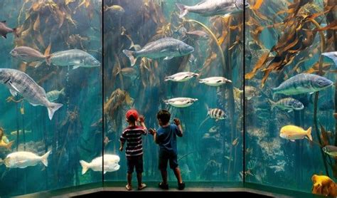 Two Oceans Aquarium Cape Town Entrance Fee - Aquarium Views