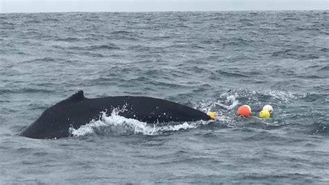 Whale rescue SA: Rescue underway to disentangle 9m humpback | The Advertiser