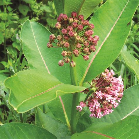 Asclepias syriaca · Earth@Home: Biodiversity