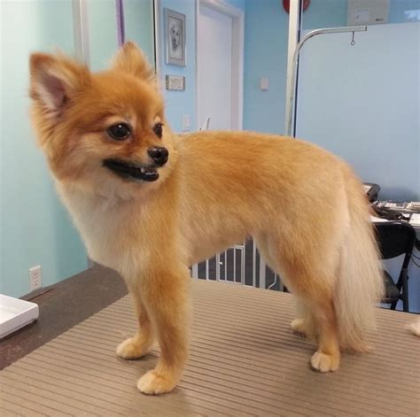 Cute Pomeranian Dog on Green Grass