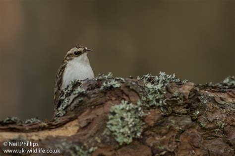 Treecreeper – UK Wildlife