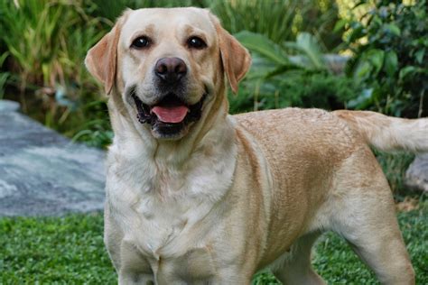 Imagenes De Perro Labrador Cachorro