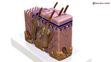 Skin Anatomy 3D Model .max .obj .3ds .fbx .c4d .lwo .lw .lws - CGTrader.com