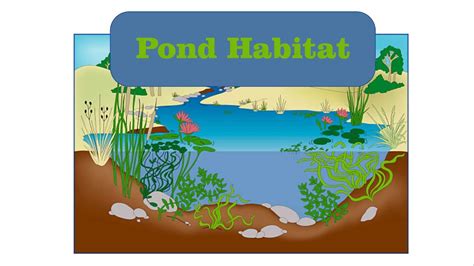 Ecosystem Of Pond Picture Clipart