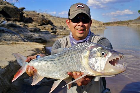 How To Catch African Tigerfish