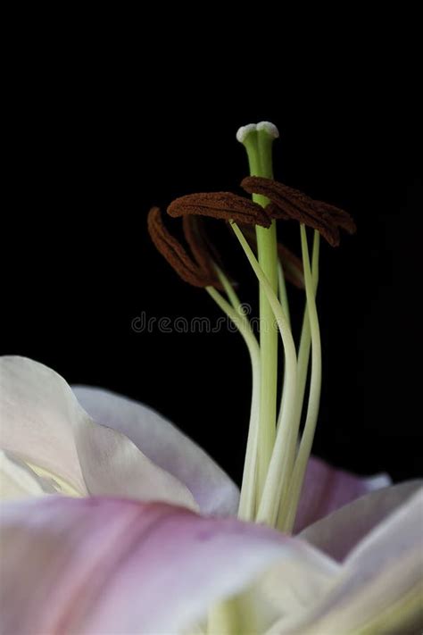 Lily pollen stock photo. Image of lilium, growing, shot - 42802158