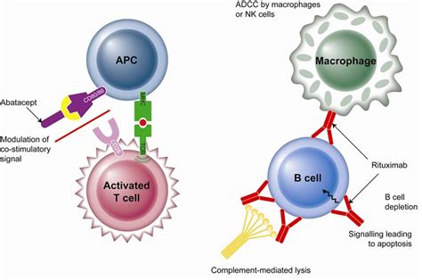 Antigen presenting cell Image : Biological Science Picture Directory – Pulpbits.net