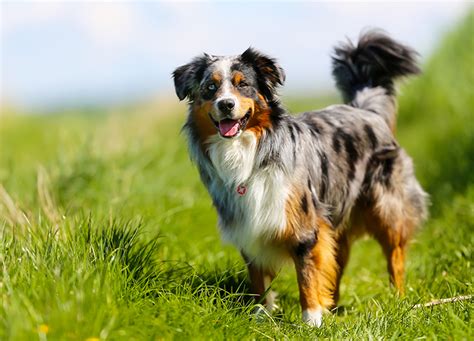 25 Herding Dog Breeds - PureWow