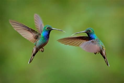 How Fast Do Hummingbirds Fly & Flap Their Wings? - Optics Mag