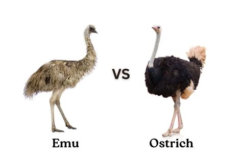 Emu vs. Ostrich: What's the Difference?