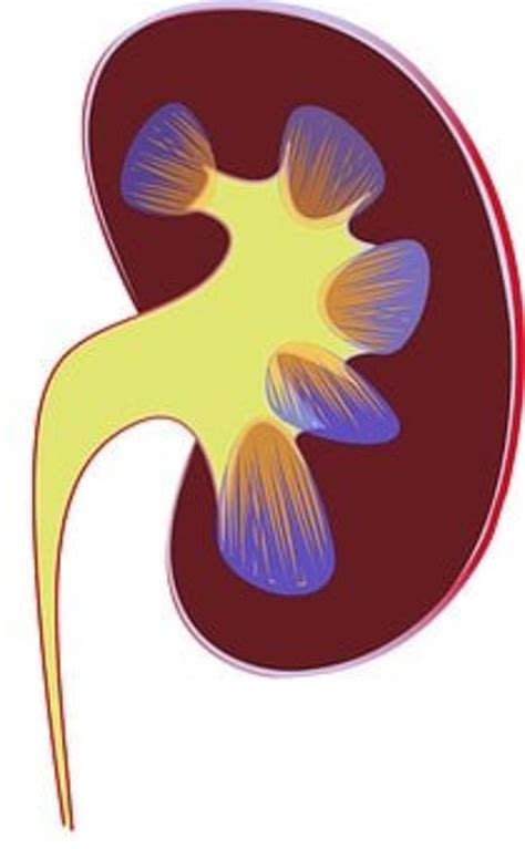 Kidney Infection And Bladder Infection - Khelkhor