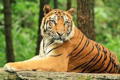 GARU DAPA CASILAS: Harimau Bali (Panthera Tigris Balica)