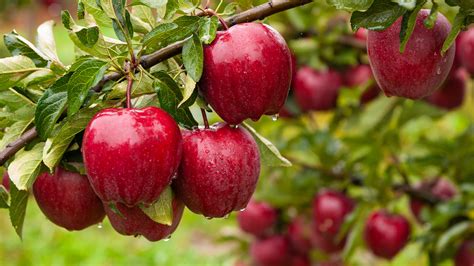 21 Popular Types Of Apples And What They're Used For