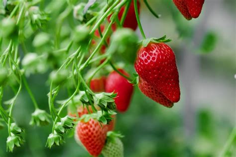 13+ pink flowered strawberry plants - MoyraDeividas