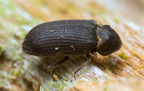 Wood-Boring Beetles | Understanding Wood-Boring Beetles In Oregon