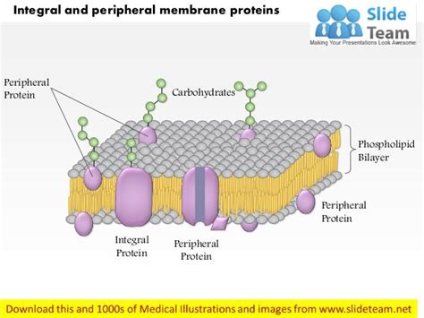 Integral and peripheral membrane proteins medical images for power po…