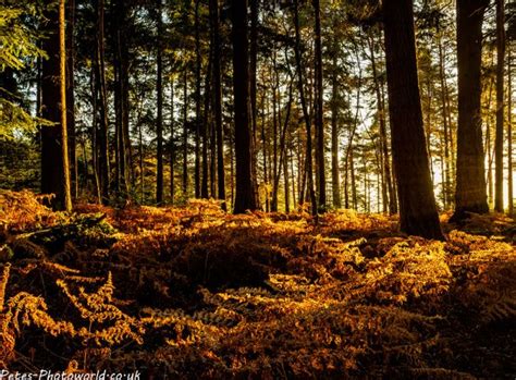 New Forest Autumn Colours – Petes-PhotoWorld.co.uk