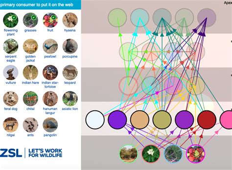 Forest Food Web Game | WowScience - Science games and activities for kids