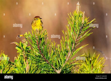 Palm warbler during spring migration Stock Photo - Alamy