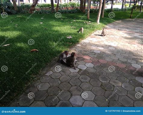 Monkey stock image. Image of centre, yoga, monkey, aliyar - 137797193