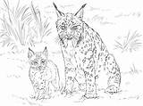 Iberian Lynx Mother With Baby coloring Page  ColouringPages sketch template