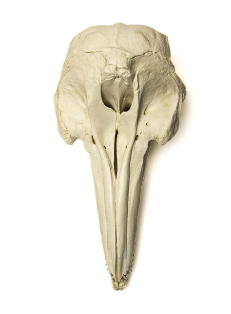 Bottlenose Dolphin Skull Replica