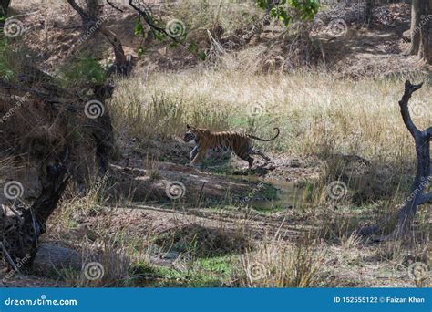 Tiger Jumping Over a Water Stream in Bandhavgarh Stock Photo - Image of ...