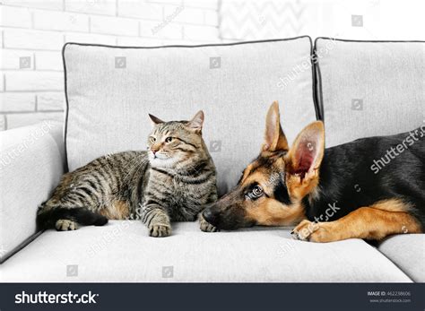 Cute Cat Funny Dog On Couch Stock Photo 462238606 | Shutterstock