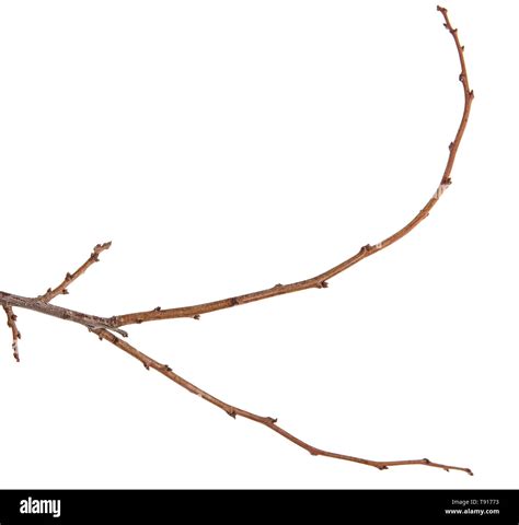 Dry tree branches isolated on white Stock Photo - Alamy