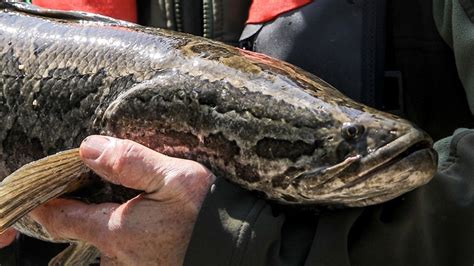 Northern Snakehead Fish Facts, Habitat, Diet, Pictures