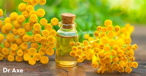 Blue Tansy Oil Benefits, Uses, Risks and Side Effects - Dr. Axe