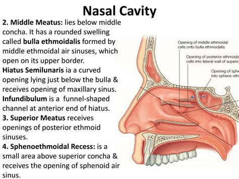 PPT - Nasal Cavity & Paranasal sinuses PowerPoint Presentation - ID:1827415