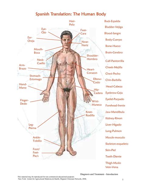 Back Side Body Parts - Spine Structure Function Parts Segments Spine ...