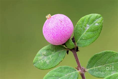 Coral Berry Photograph by Ozgur Kerem Bulur/science Photo Library ...