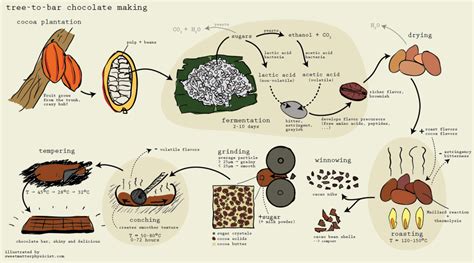 Chocolate Making Process