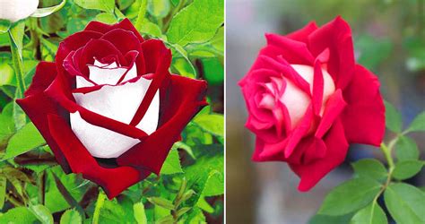 Osiria Roses Have Both Red And White Petals