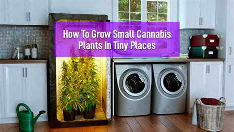 How to Grow Small Cannabis Plants in Tiny Spaces | Fast Buds