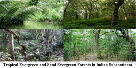 Tropical Evergreen and Semi Evergreen Forests in Indian Subcontinent ...