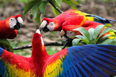 Macaws: List of Types, Facts, Care as Pets, Pictures | Singing-Wings-Aviary.com