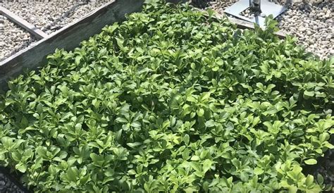 How to Grow Pachysandra Plants as Ground Cover - Gardening Channel