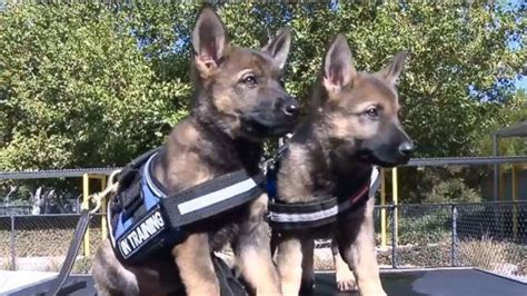 Adorable police pups train to fight crime - ABC News