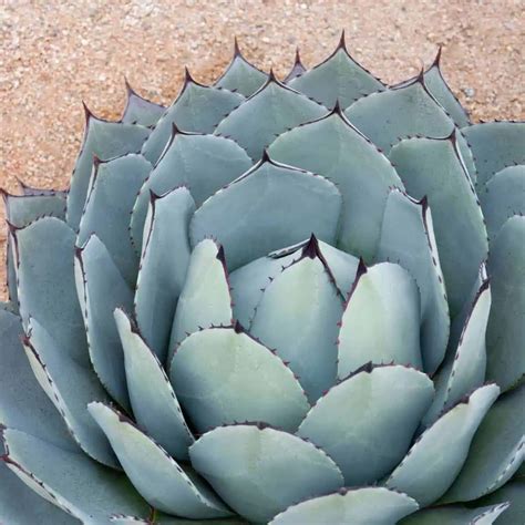 Blue Agave Guide (What It Is + How To Use It) | World of Vegan