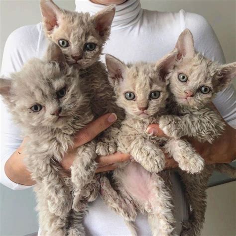 This Rare Mutation Makes Kittens Look Like Plush Teddy Bears / Bright Side